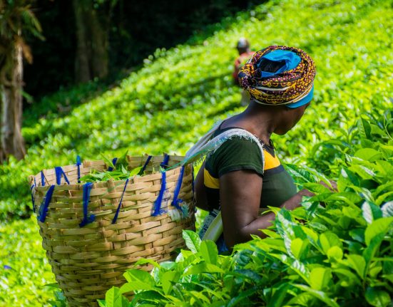 Women with a wicker basket on her back picking tea in a farm.