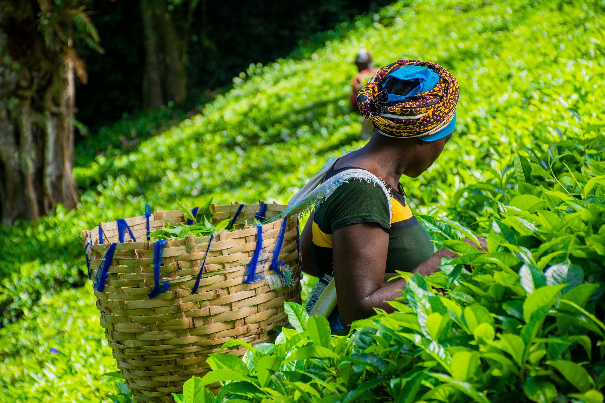 Women with a wicker basket on her back picking tea in a farm.